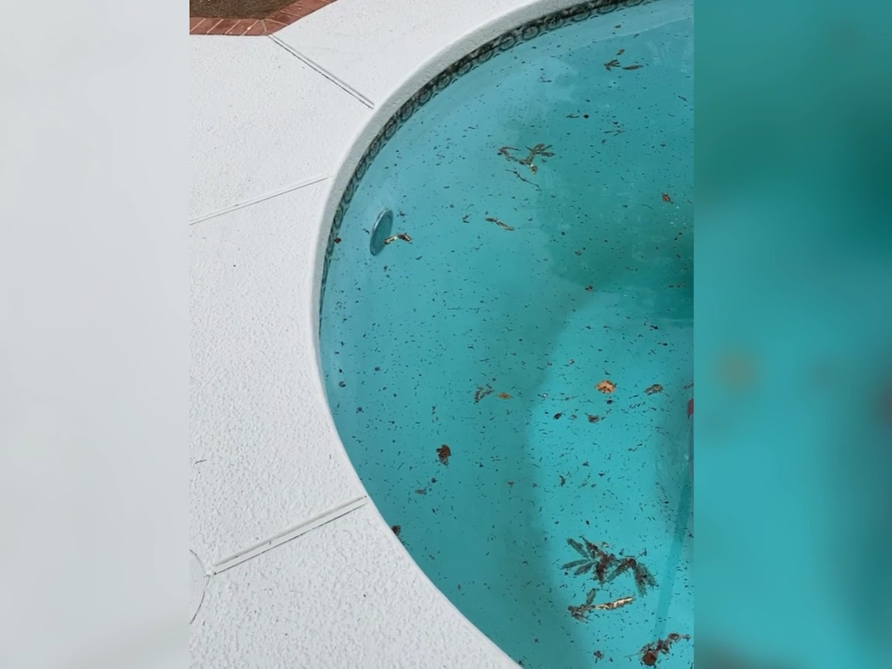 Picture Perfect Pool Services project